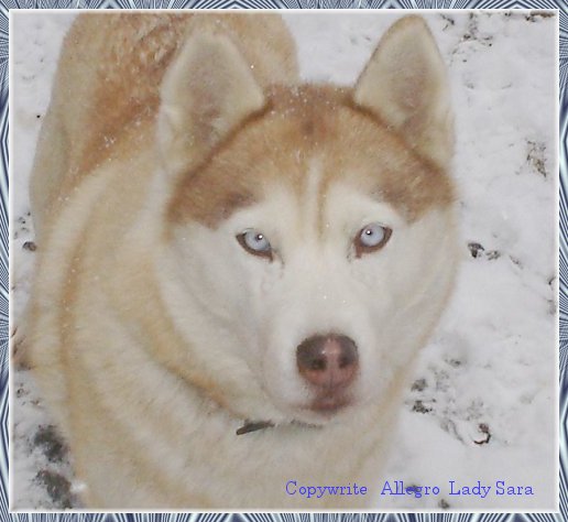 Siberian Huskey