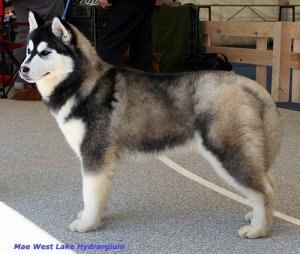 siberian husky