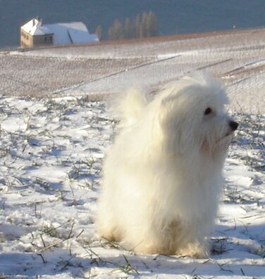 Coton de Tulear hundur í snjó : )