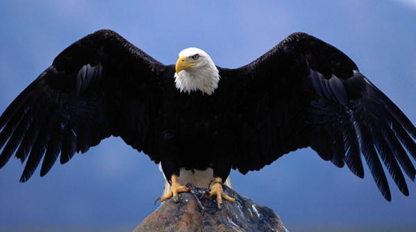 bald eagle