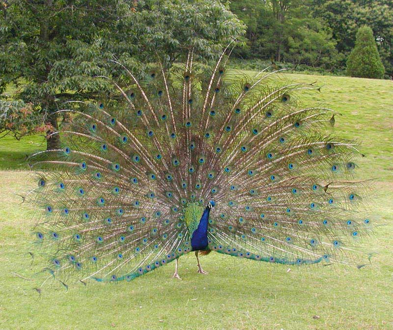 Peacock