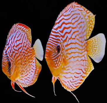 Discus