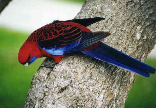 Rosella