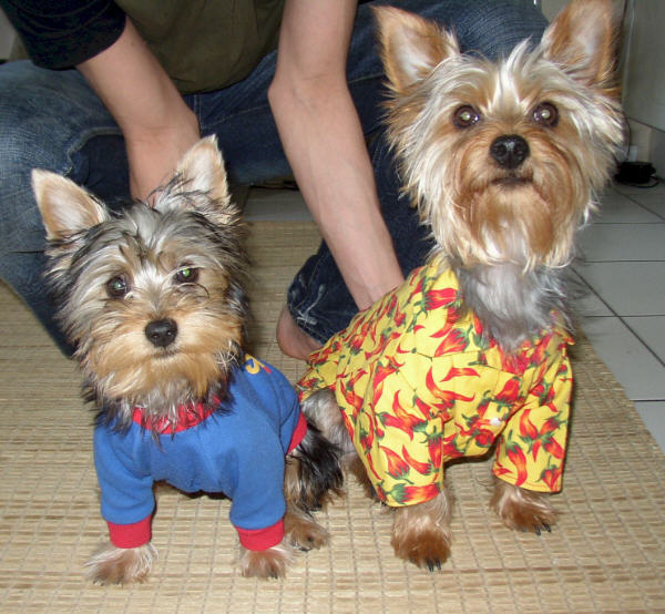 Silky Terrier