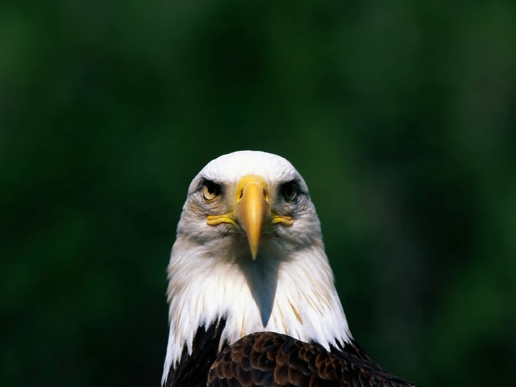 Eagle