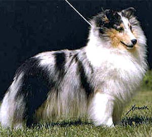 Shetland Shepdog