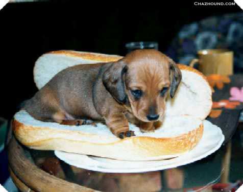 hot dog