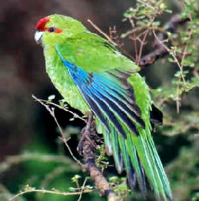 Red fronted kakariki