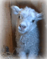 lamb