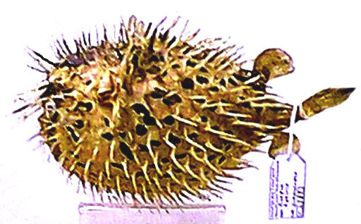 Diodon hystrix